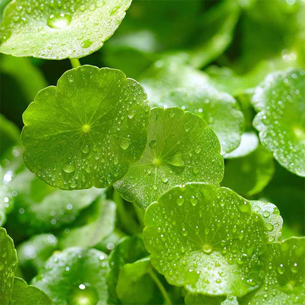 EXTRACTO DE CENTELLA ASIÁTICA